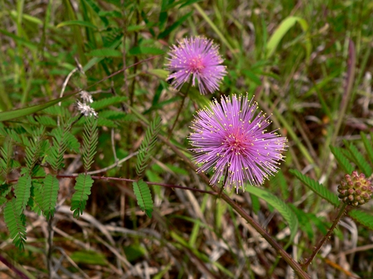 {Mimosa microphylla}